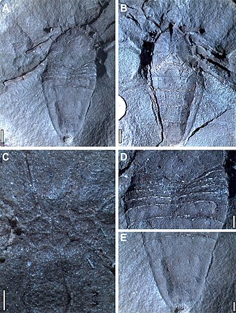 Goniotarbus angulatus の化石標本。A：背面、B：腹面、C：前体の腹板と脚の基節、D：後体前半部の背板、E：後体後半部の背板