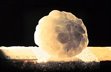 A large hailstone, about 6 cm (2.4 in) in diameter Granizo.jpg