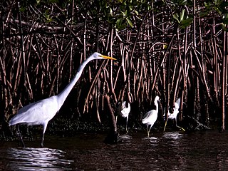 Great and snowy egrets hunting along a red mangrove shoreline