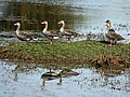 At Bharatpur, Rajasthan, India.