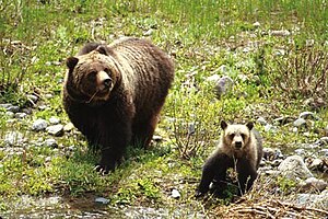 Grizzly bear and cub in the Shoshone National ...