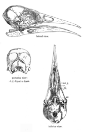 Skull of a bird drawn in outline, side view, back view and view from underneath
