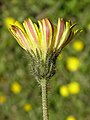 Muizenoor (Hieracium pilosella)