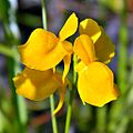 Utricularia cornuta