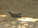 File:House Sparrow dust bath.ogv