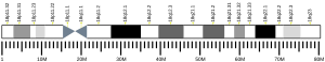 Chromosome 18 humain