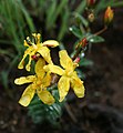 Hypericum aethiopicum subsp. aethiopicum