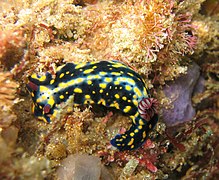 Hypselodoris obscura（英语：Hypselodoris obscura）