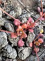 Idahoa scapigera tiny basal leaves