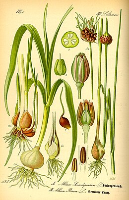 Allium scorodoprasum[1]