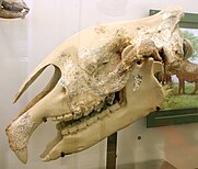 Au centre de l'image, un crâne de Paraceratherium transouralicum, exposé au musée américain d'histoire naturelle.