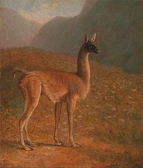 Guanaco (vers 1848), Centre d'art britannique de Yale.