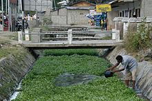 Kultivado de akva ipomeo en kanalo, Dilo, Orienta Timoro.