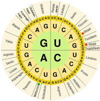 A depiction of the genetic code, by which the information contained in nucleic acids are translated into amino acid sequences in proteins. Kooditabel.png