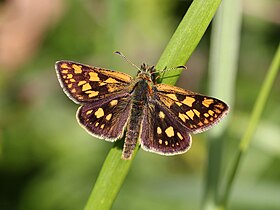 Laab_im_Walde_-_Bärenberg_-_Gelbwürfeliger_Dickkopffalter_(Carterocephalus_palaemon)