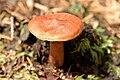 Lactarius rufus