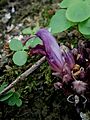 Lathraea clandestina close-up flower