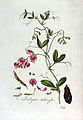 Ábrázolása egy holland botanikakönyvben (1814)