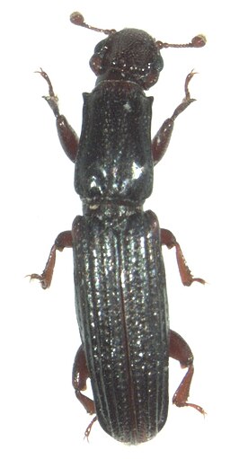 Lenax mirandus