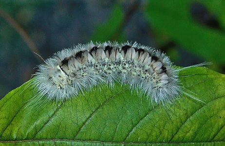 Lophocampa caryae caterpillar, by The Cosmonaut