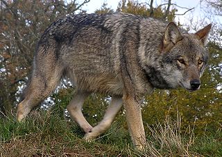 Loup gris commun dans LOUP 320px-Lunca-European-Wolf