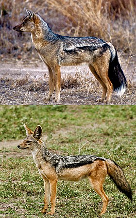 Chacal-listrado e chacal-de-dorso-negro, as duas espécies do gênero Lupulella