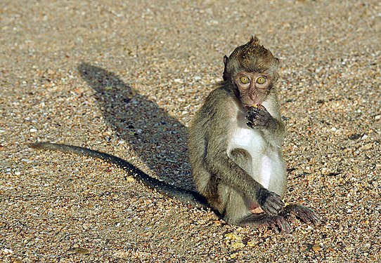 甲米府公主灣海灘一隻食蟹獼猴