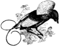 Иллюстрация к книге On The Genesis of Species, 1881