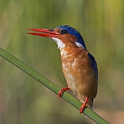 Pica-peixe-de-poupa (Corythornis cristatus), lago Baringo, Quênia. (definição 2 674 × 2 674)