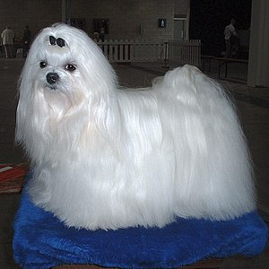 white maltese dog