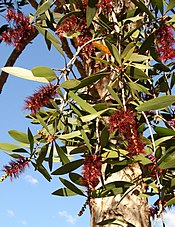 Melaleuca quinquenervia