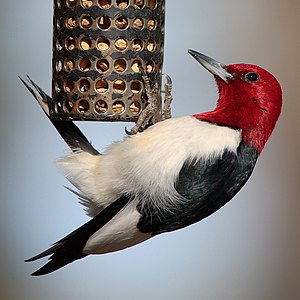 English: Red-headed Woodpecker (Melanerpes ery...