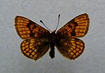 Melitaea varia