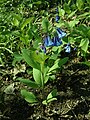 Mertensia virginica