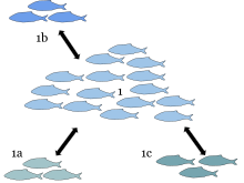 Metapopulations are important in fisheries. The local population (1.) serves as a source for hybridization with surrounding subspecies populations (1.a, 1.b, and 1.c).The populations are normally spatially separated and independent but spatial overlap between them during breeding times allows for gene flow between the populations. Metapopulation (1).svg