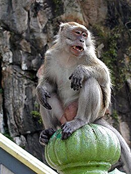 Krabaėdė makaka (Macaca fascicularis)