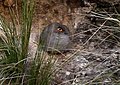 Moreno's ground dove