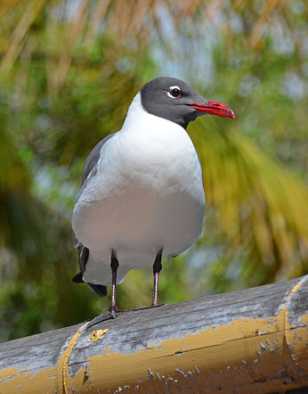 Mouette rieuse