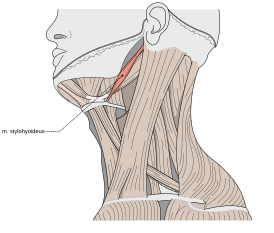 Шилоподъязычная мышца обозначена красным