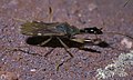 Myodochini : Myodocha serripes, Oklahoma (États-Unis).