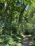 Wanderweg bei Kaiserhaus im Buchenwald mit Stechpalmen-Unterholz