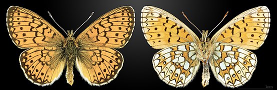 Boloria (Proclossiana) eunomia, le Nacré de la bistorte