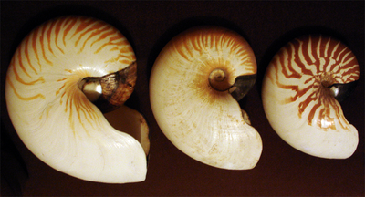 Photo of profiles of three progressively larger nautilus shells