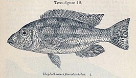 Nimbochromis fuscotaeniatus