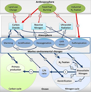 Nitrogen-carbon-climate interactions. Shown are the main interacting drivers during the Anthropocene. Signs indicate an increase (+) or a decrease (-) in the factor shown; (?) indicate an unknown impact. Colors of the arrow indicate direct anthropogenic impacts (red) or natural interactions (blue, many of which also modified by human influence). Strength of the interaction is expressed by the arrow thickness. Nitrogen-carbon-climate interactions.jpg