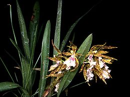 Liežuvė (Odontoglossum tenue)