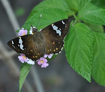 Dorsal view