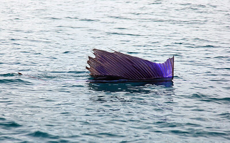 File:Pacific-sailfish.jpg