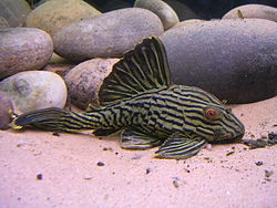 Panaque nigrolineatus, challwa qhawanapi