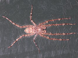 Pandercetes gracilis